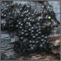 Chaetosphaerella phaeostroma