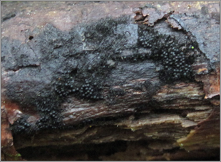 Chaetosphaerella phaeostroma