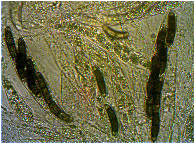 Chaetosphaerella phaeostroma