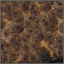 Nemania chestersii