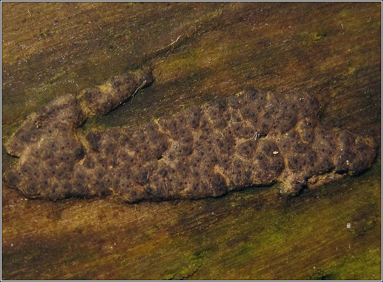 Nemania chestersii