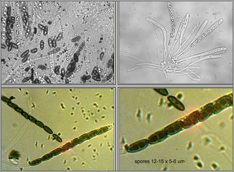 Nemania chestersii