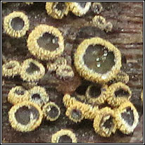 Dasyscyphus cerinus