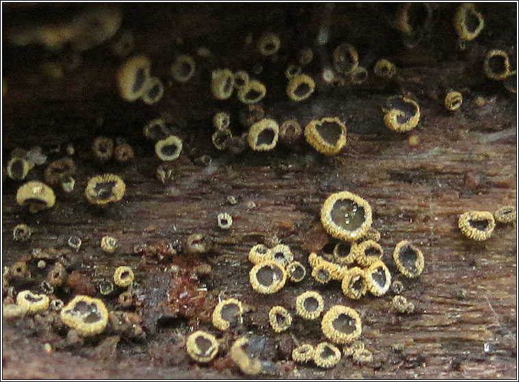 Dasyscyphus cerinus