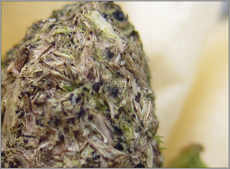 Hypocopra brefeldii