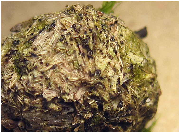 Hypocopra brefeldii