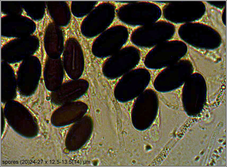 Hypocopra brefeldii