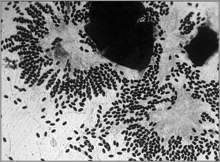 Hypocopra brefeldii