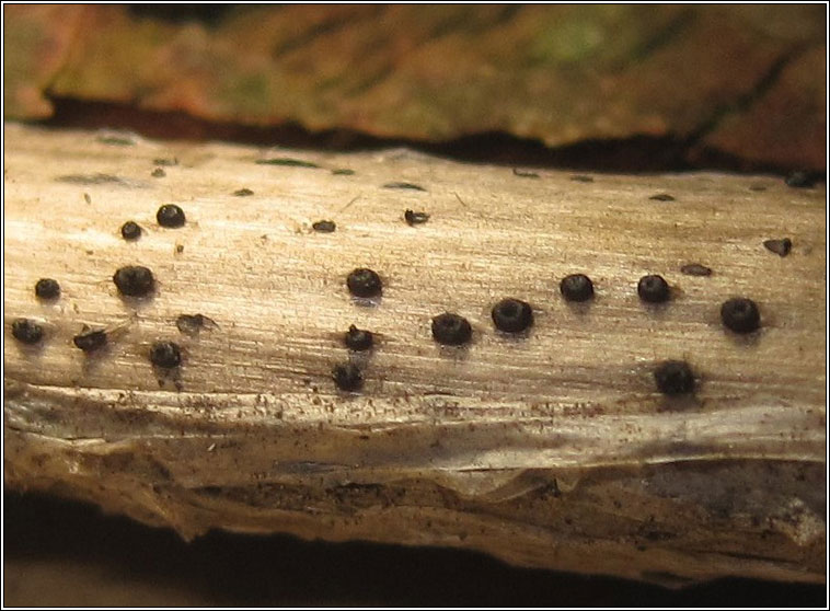 Fungi - Pleospora herbarum