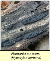 Nemania serpens, Hypoxylon serpens