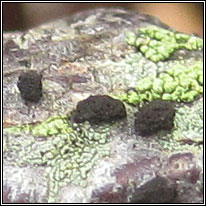 Trimmatostroma betulinum