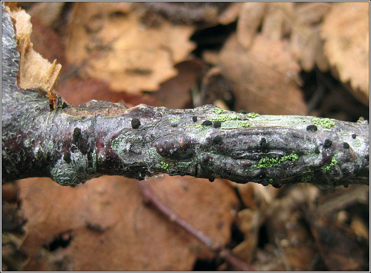 Trimmatostroma betulinum