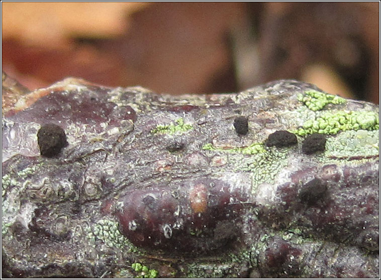 Trimmatostroma betulinum