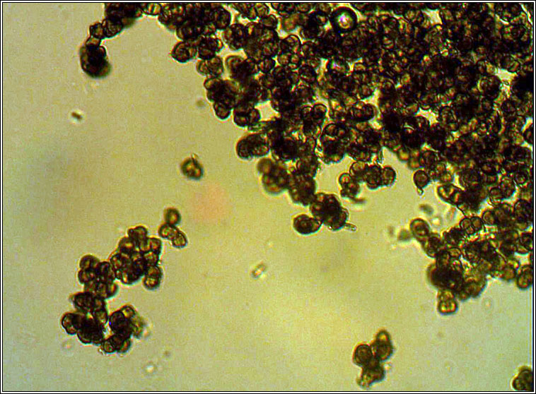 Trimmatostroma betulinum