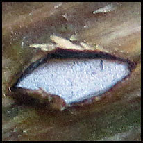 Propolis farinosa