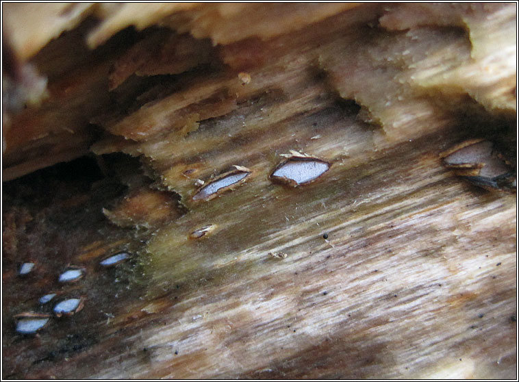 Propolis farinosa