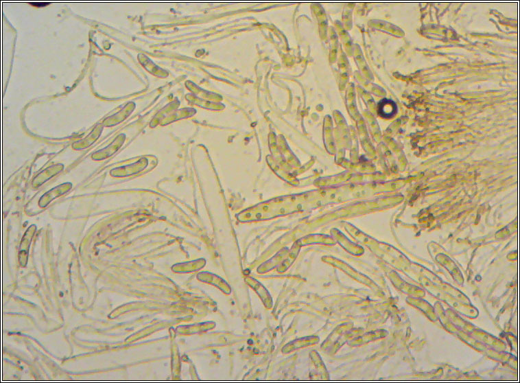 Propolis farinosa