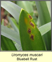 Uromyces muscari, Bluebell Rust