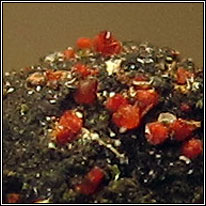 Nectria magnusiana