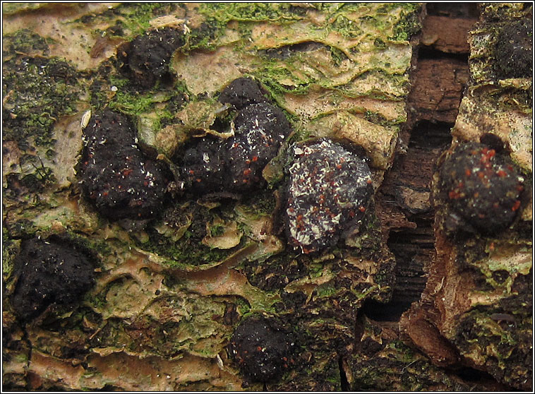 Nectria magnusiana