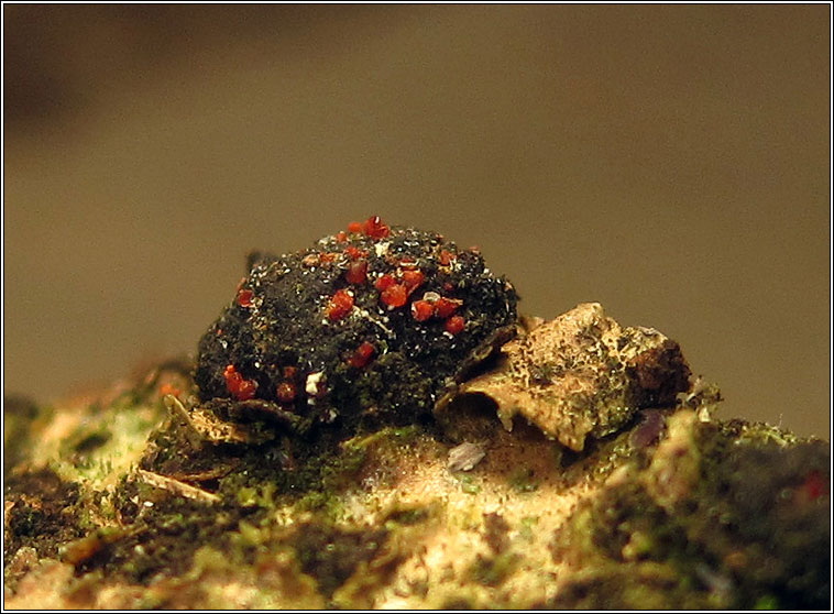Nectria magnusiana