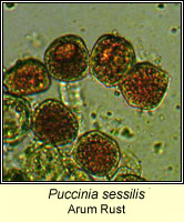 Puccinia sessilis