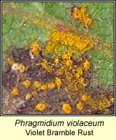 Phragmidium violaceum, Violet Bramble Rust