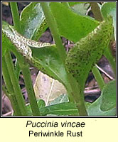 Puccinia vincae, Periwinkle Rust