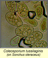 Coleosporium tussilaginis