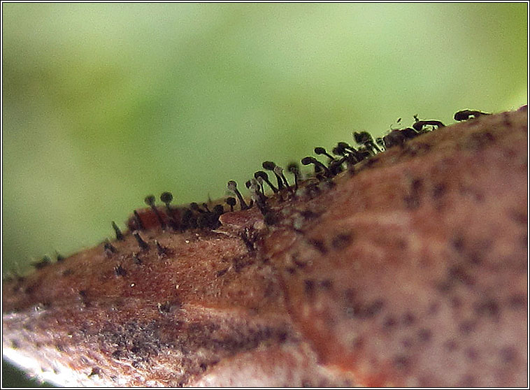 Pycnostysanus azaleae