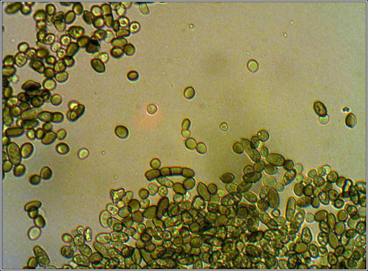 Pycnostysanus azaleae