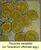 Puccinia variabilis