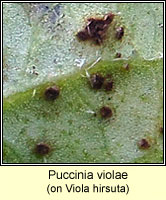 Puccinia violae