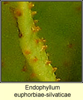 Endophyllum euphorbiae-silvaticae