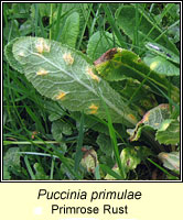 Puccinia primulae, Primrose Rust