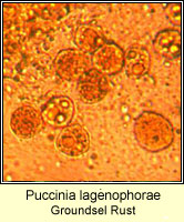 Puccinia lagenophorae, Groundsel Rust