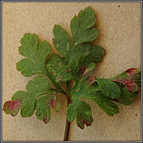 Uromyces geranii