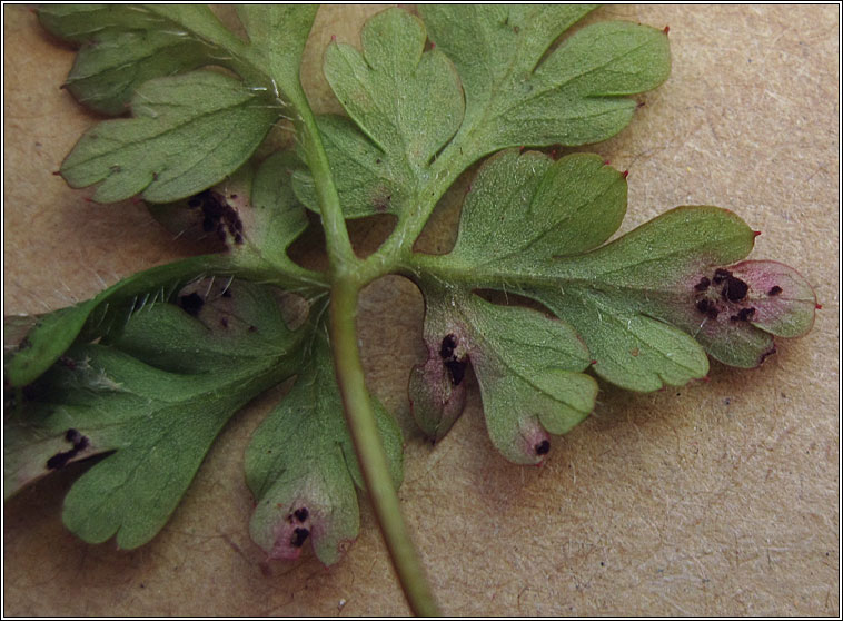 Uromyces geranii