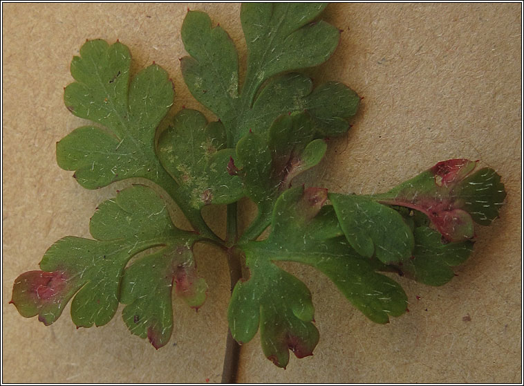 Uromyces geranii