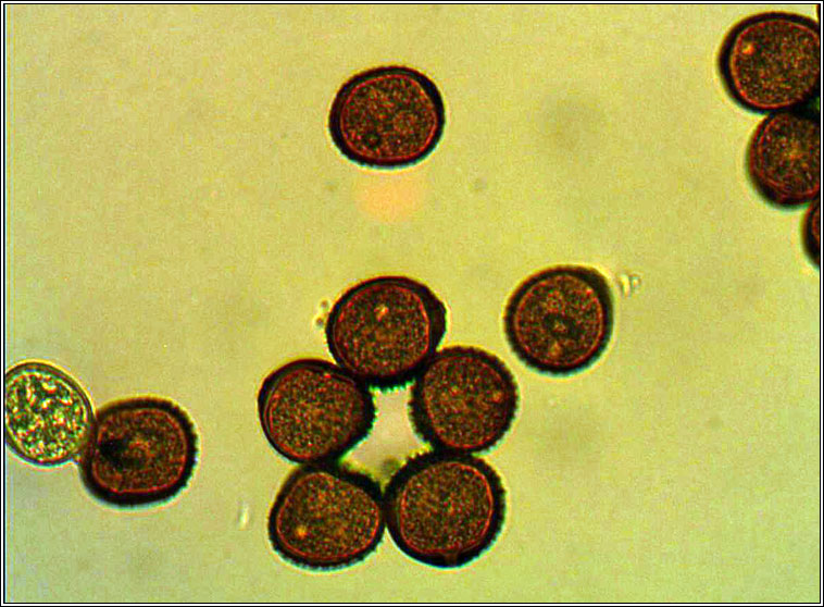 Uromyces geranii