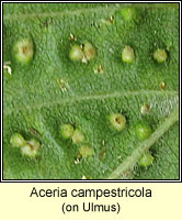 Aceria campestricola