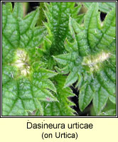 Dasineura urticae