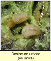 Dasineura urticae