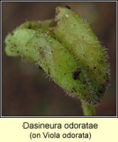 Dasineura odoratae