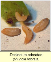 Dasineura odoratae