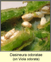 Dasineura odoratae