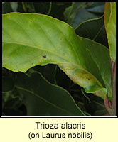 Trioza alacris (Lauritrioza alacris)