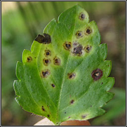Puccinia veronicae