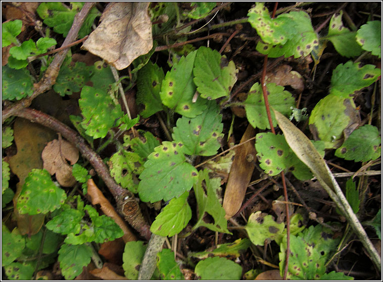 Puccinia veronicae