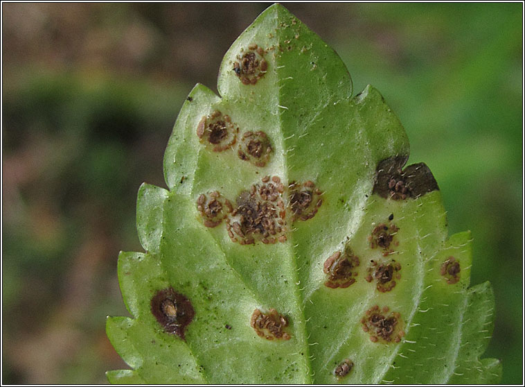 Puccinia veronicae
